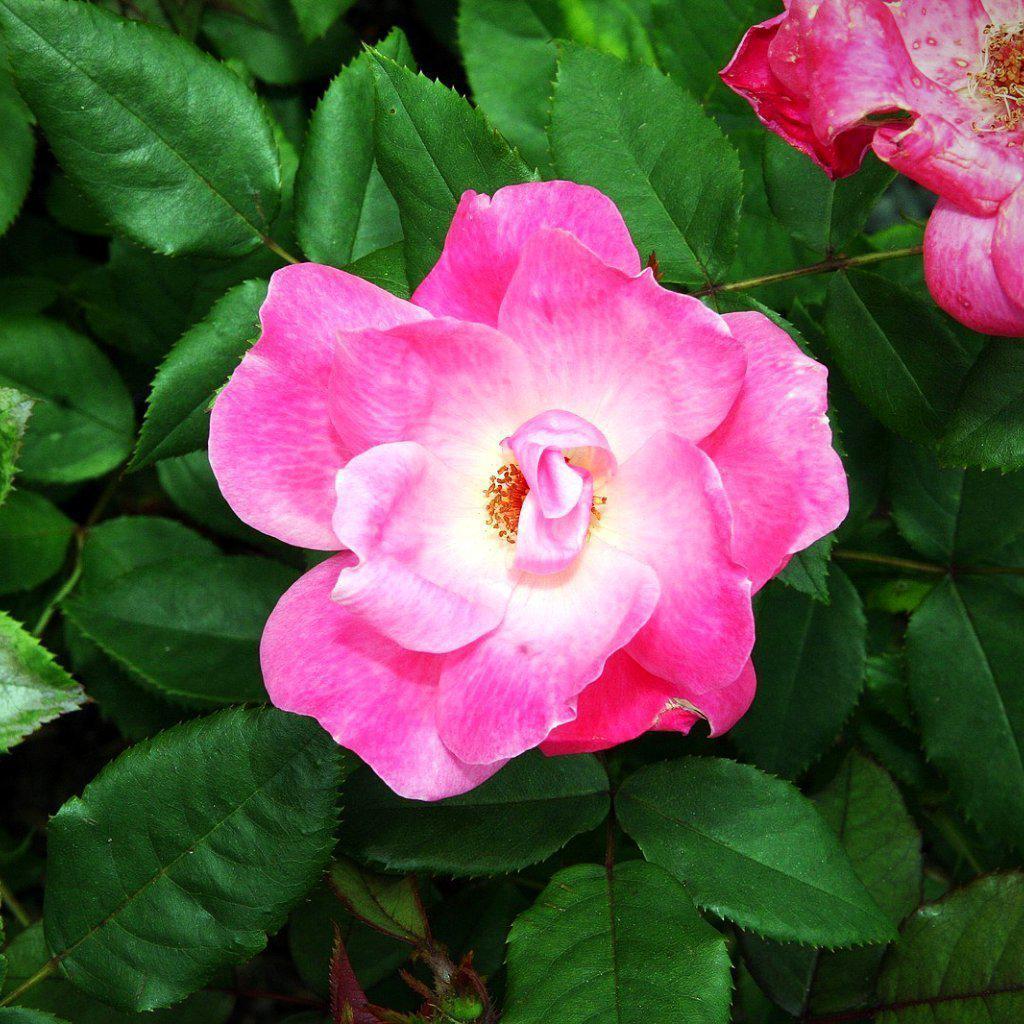 Rosa ‘Radcon’ PP#15,070 ~ Pink Knock Out® Rose - Delivered By ServeScape