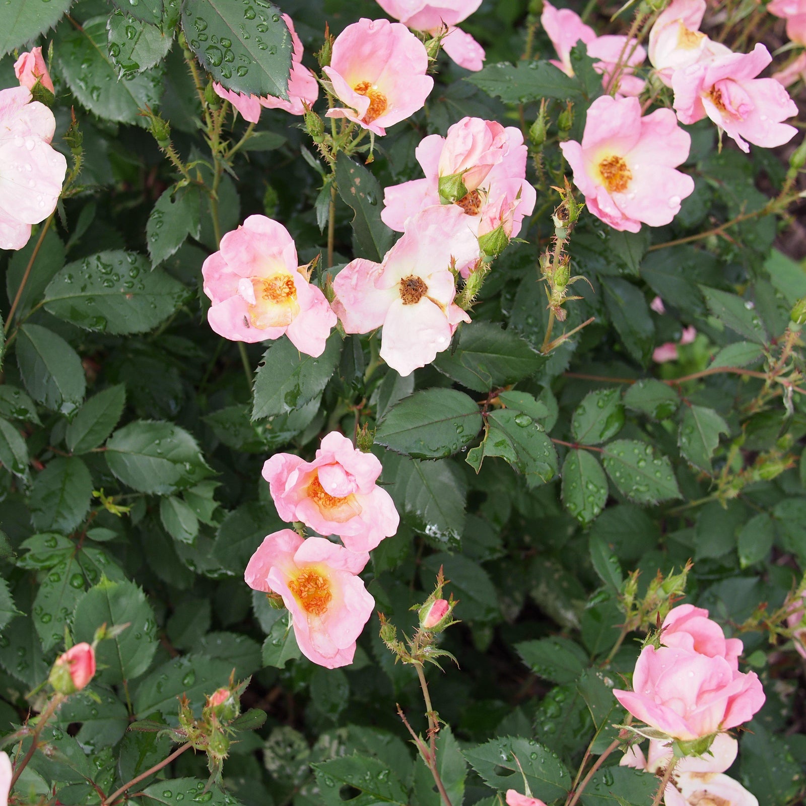 Rosa 'Radcor' ~ Rainbow Knock Out® Rose-ServeScape