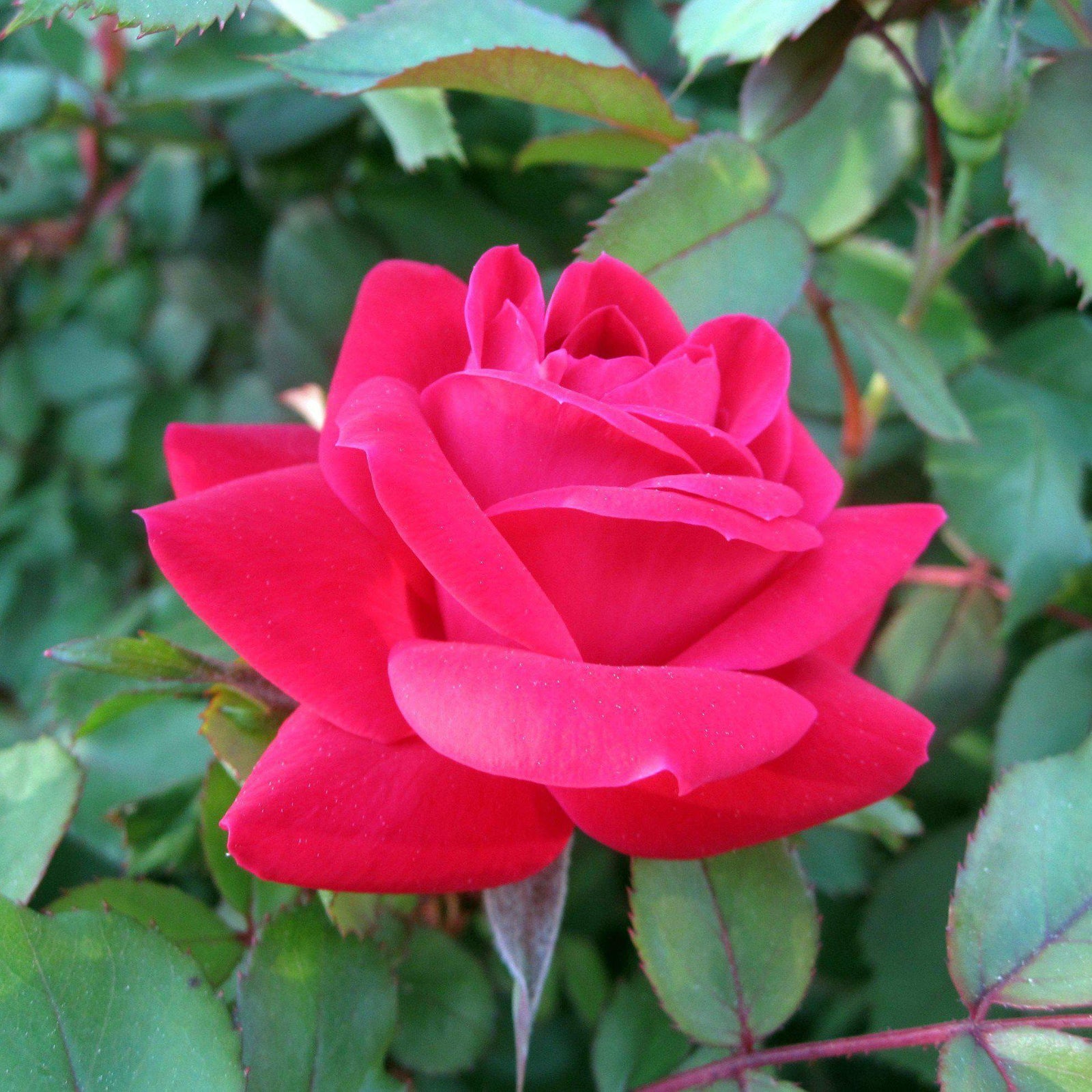 Rosa ‘Radtko’ PP 16,202 ~ Double Knock Out® Rose - Delivered By ServeScape