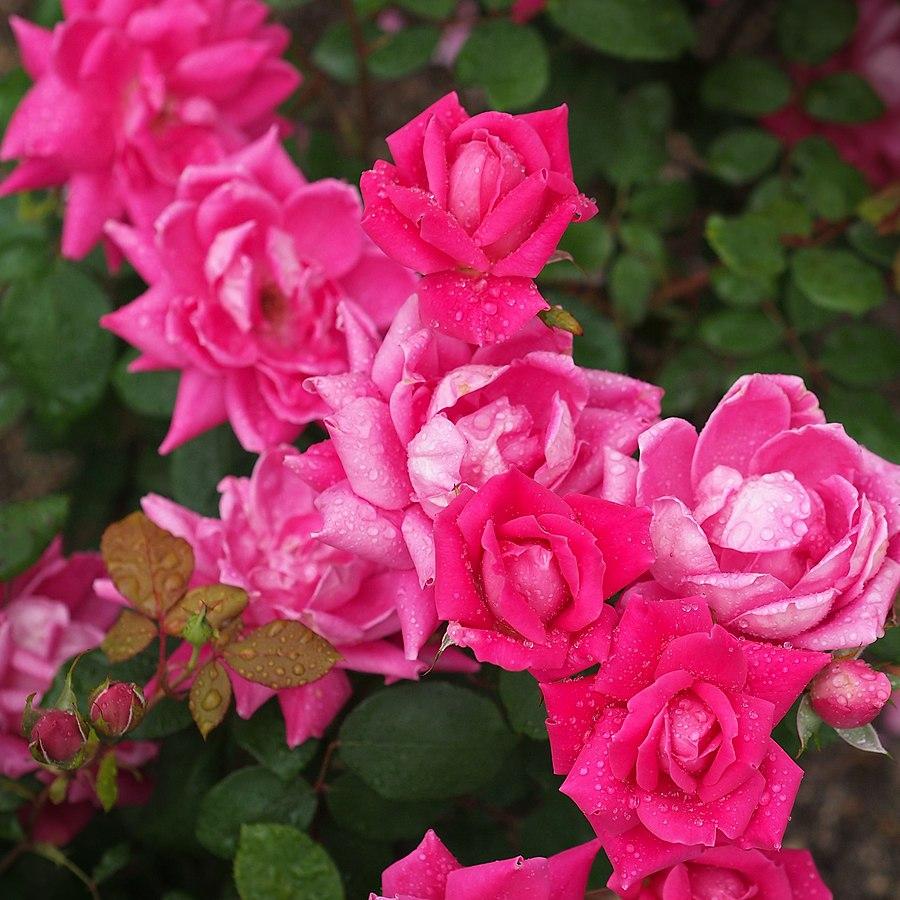 Rosa ‘Radtkopink’ PP 18,507 ~ Double Pink Knock Out® Rose-ServeScape