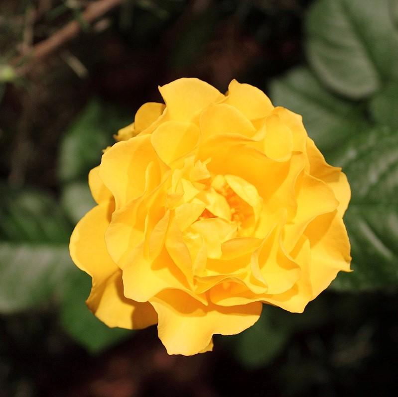 Rosa 'Sparkle and Shine' ~ Sparkle and Shine™ Rose-ServeScape