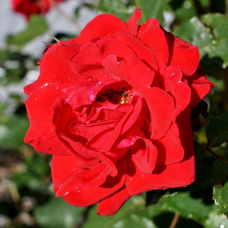 Rosa 'WEKcisfribo' PP#24728 ~ Oh My!™ Rose-ServeScape
