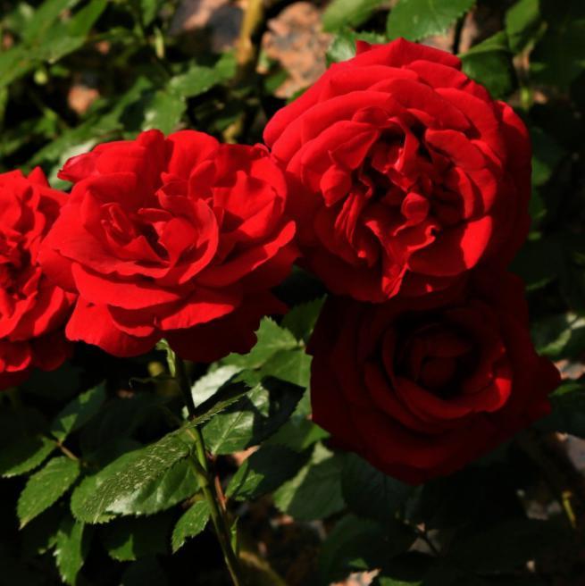 Rosa 'WEKcisfribo' PP#24728 ~ Oh My!™ Rose-ServeScape