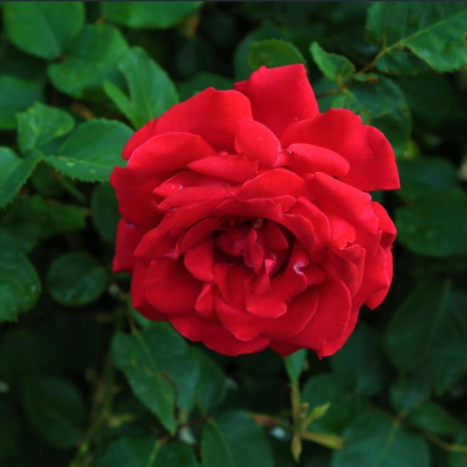 Rosa 'WEKcisfribo' PP#24728 ~ Oh My!™ Rose-ServeScape