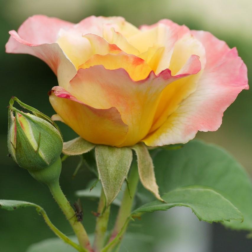 Rose 'WEKscemala’ PP#15,076 ~ Chihuly® Rose-ServeScape