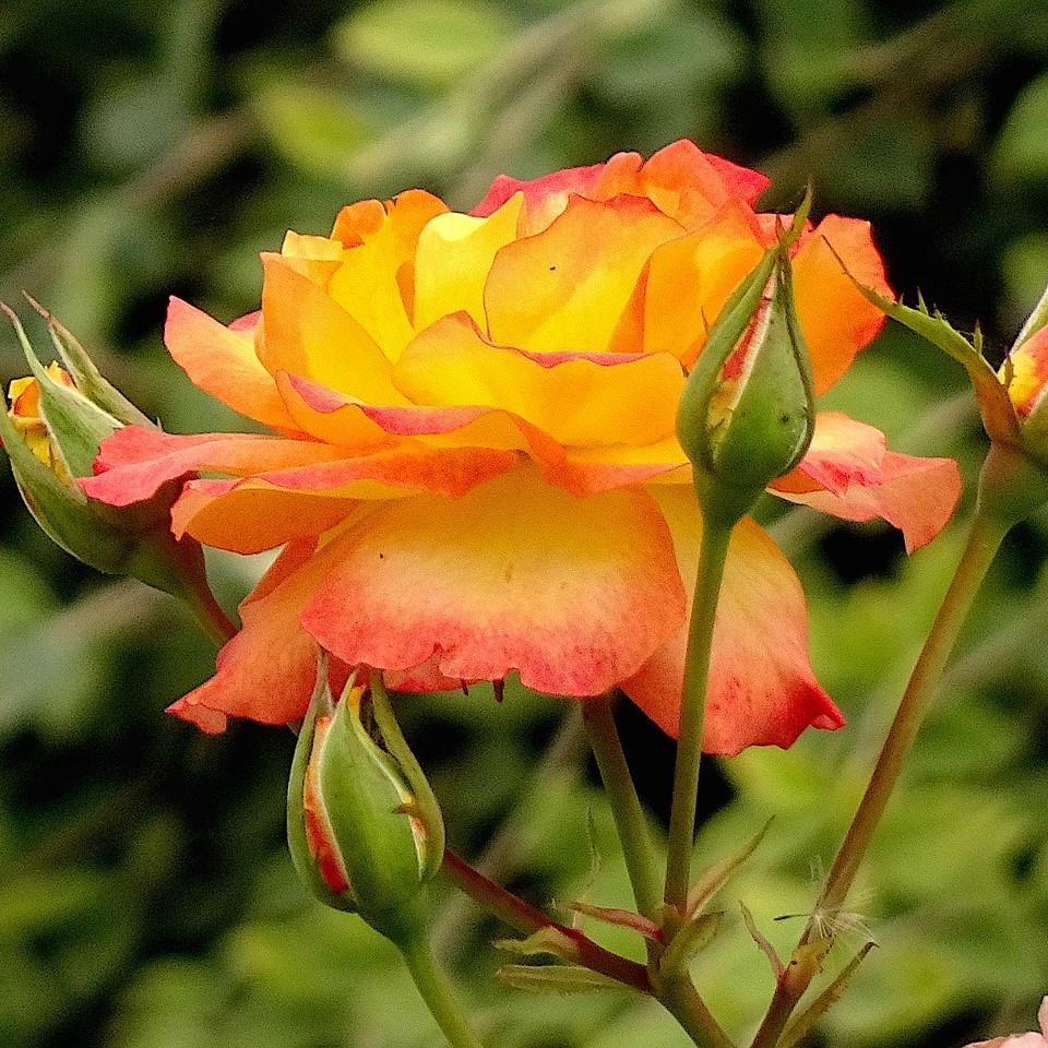 Rose 'WEKscemala’ PP#15,076 ~ Chihuly® Rose-ServeScape