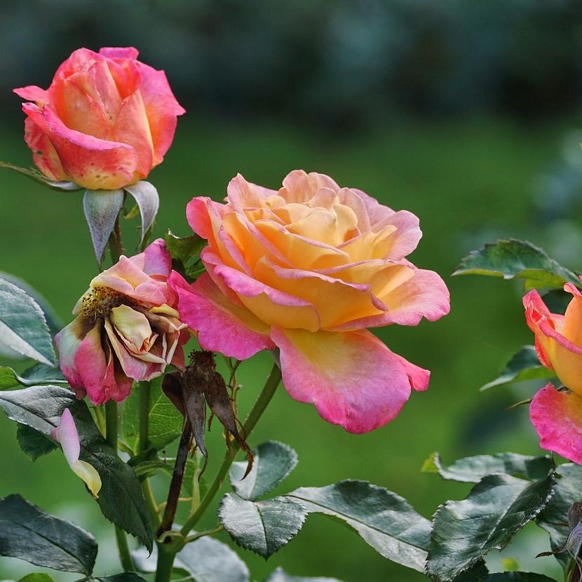 Rose 'WEKscemala’ PP#15,076 ~ Chihuly® Rose-ServeScape
