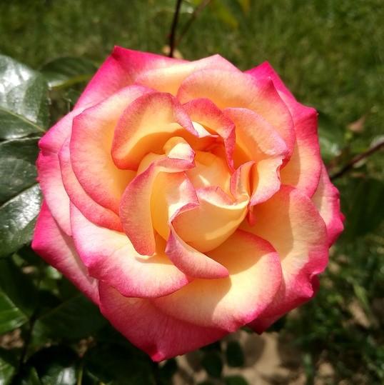 Rose 'WEKscemala’ PP#15,076 ~ Chihuly® Rose-ServeScape