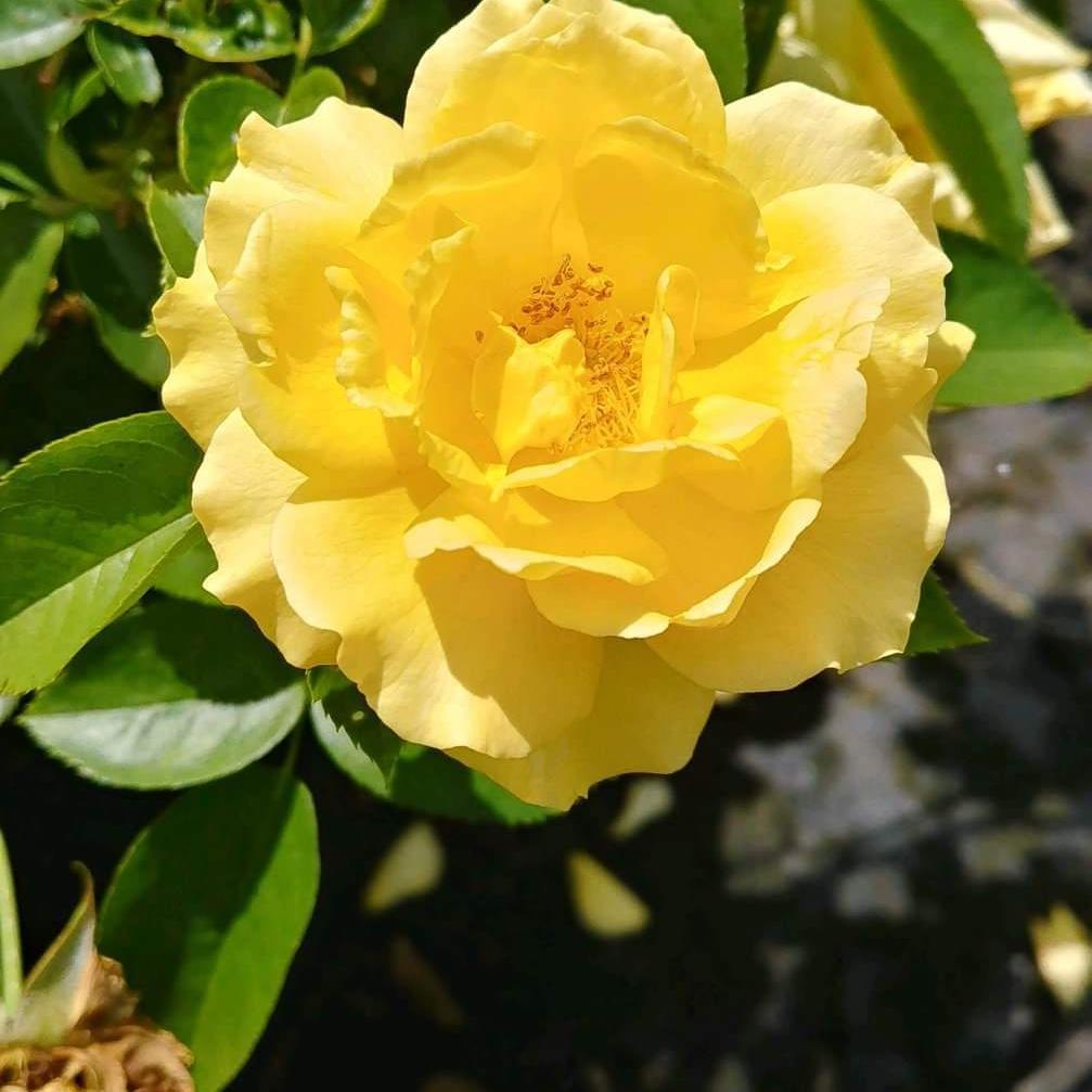 Rosa 'Wekvossutono' PP#18,473 ~ Julia Child™ Rose - Delivered By ServeScape