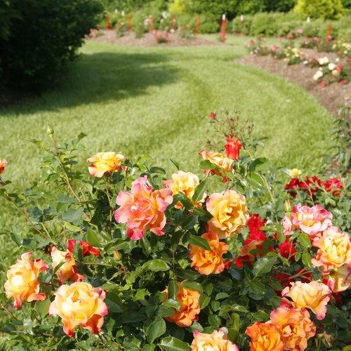 Rosa 'chewgewest' ~ Suñorita® Rose-ServeScape