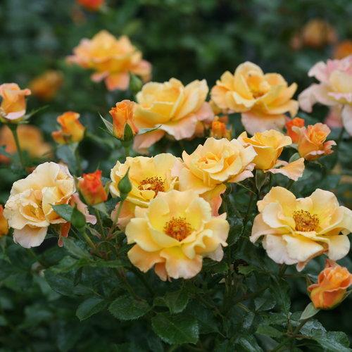 Rosa 'chewgewest' ~ Suñorita® Rose-ServeScape