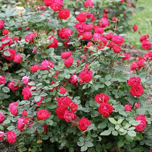 Rosa 'meipeporia' ~ OSO Easy® Double Red Rose-ServeScape