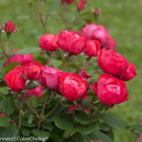 Rosa 'meipeporia' ~ OSO Easy® Double Red Rose-ServeScape