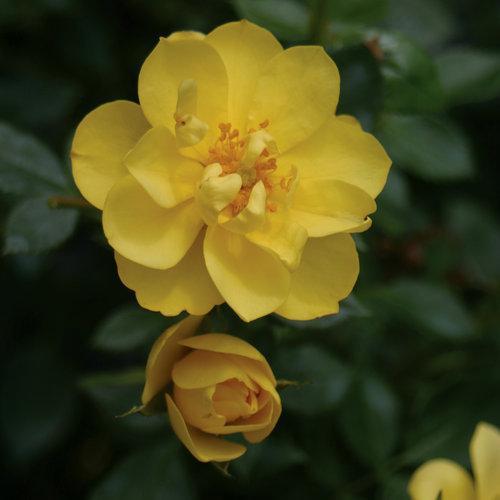 Rosa x 'Chewhocan' ~ Oso Easy Lemon Zest® Rose-ServeScape