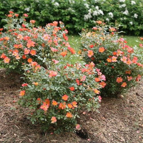 Rosa x 'FARROWRSP' ~ Oso Easy Hot Paprika® Rose-ServeScape