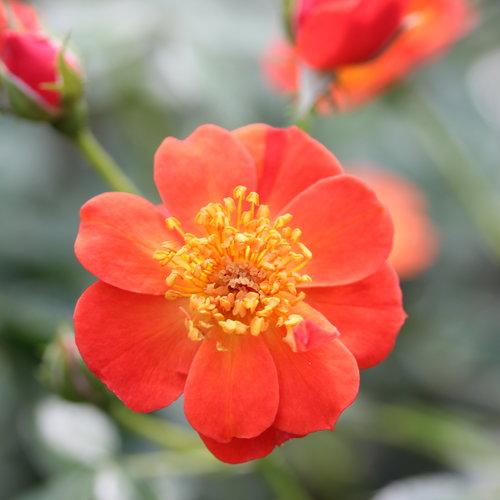 Rosa x 'FARROWRSP' ~ Oso Easy Hot Paprika® Rose-ServeScape
