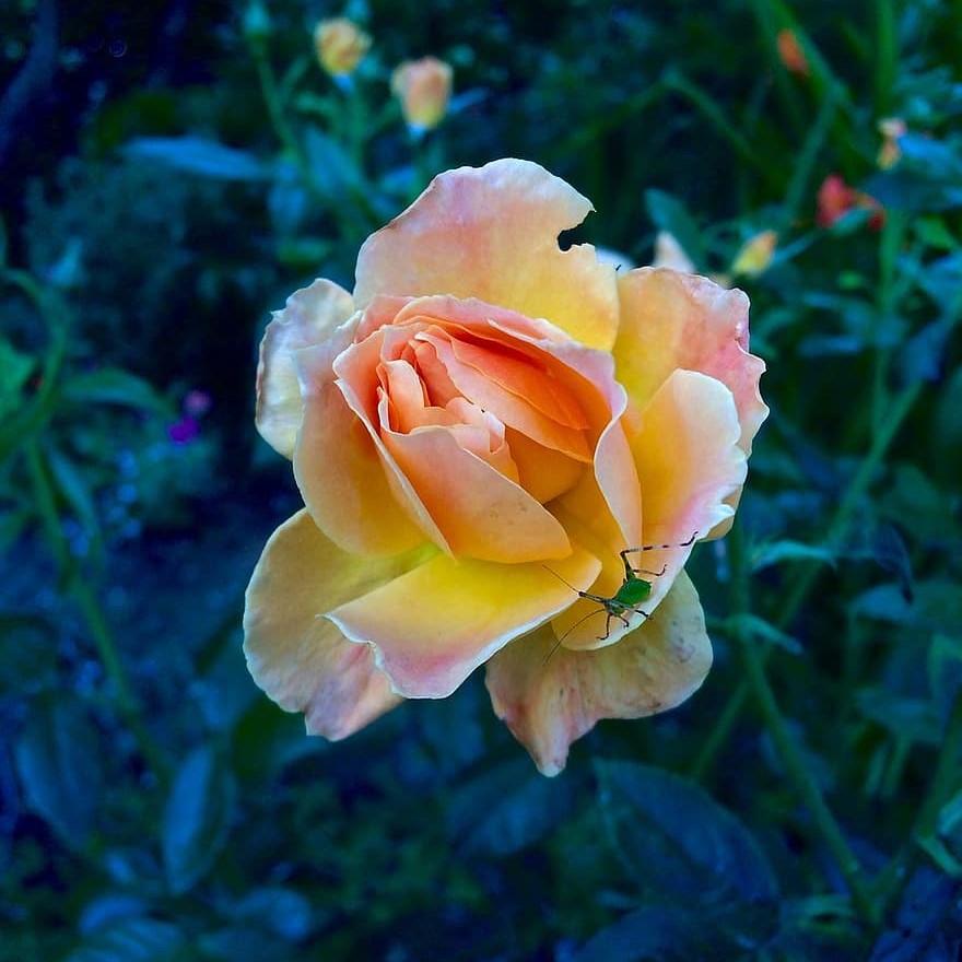 Rosa x 'GRAapr' PP28,074 ~ Brindabella™ Glow Rose - Delivered By ServeScape