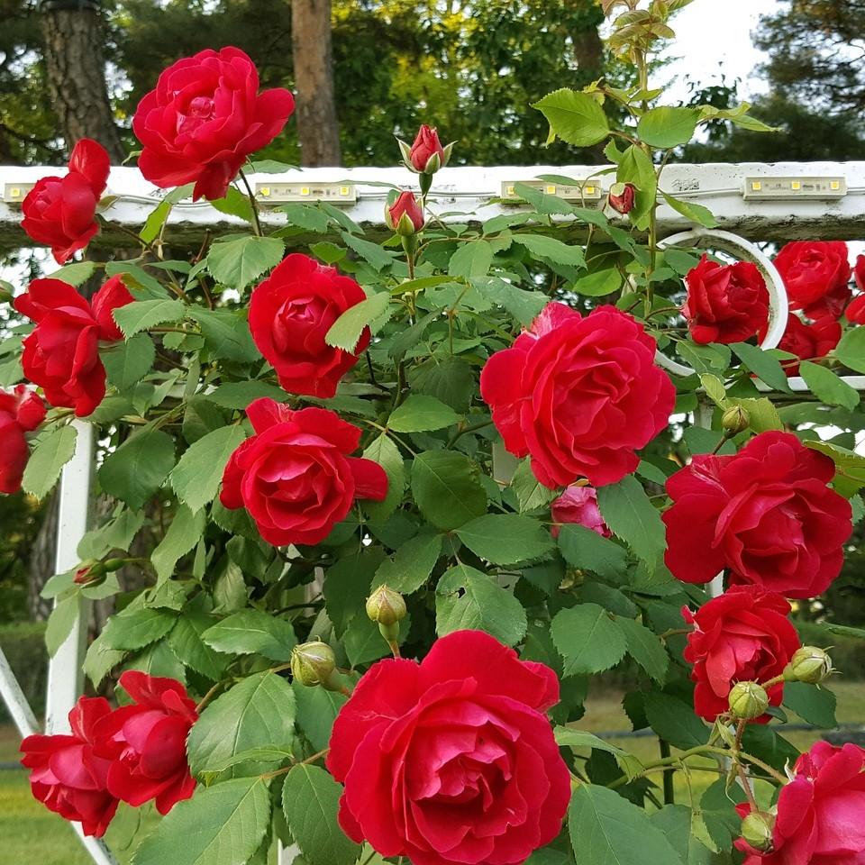 Rosa x 'GRAred’ ~ Brindabella™ Red Empress Rose - Delivered By ServeScape