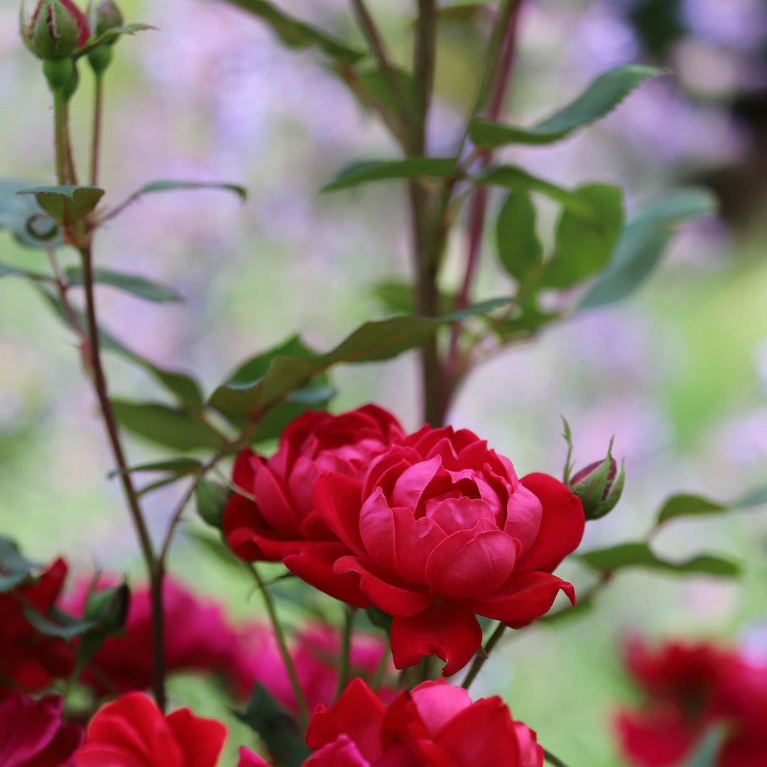 Rosa x 'Meibenbino' ~ Petite Knock Out® Rose-ServeScape