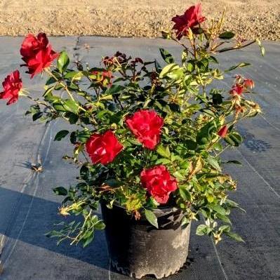 Rosa x 'Meitraligh' ~ Brick House Rose-ServeScape