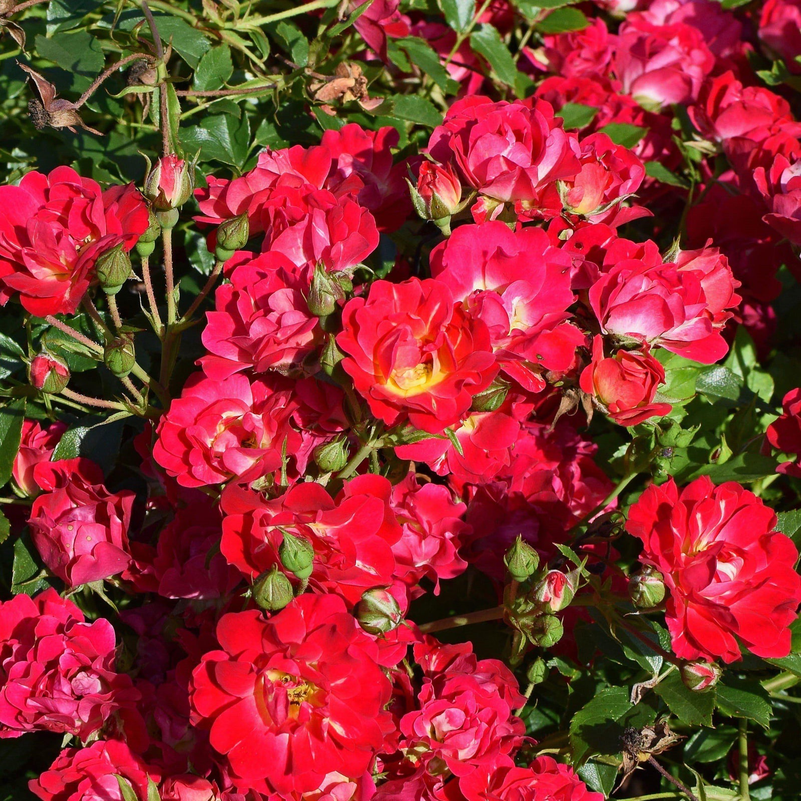 Rosa x 'Meitraligh' ~ Brick House Rose - Delivered By ServeScape