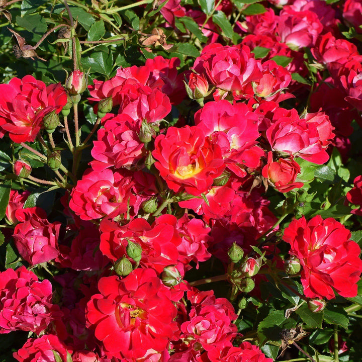 Rosa x 'Meitraligh' ~ Brick House Rose - Delivered By ServeScape