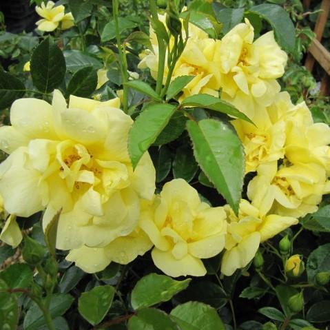 Rosa x 'Noalesa' ~ Flower Carpet® Yellow Rose - Delivered By ServeScape