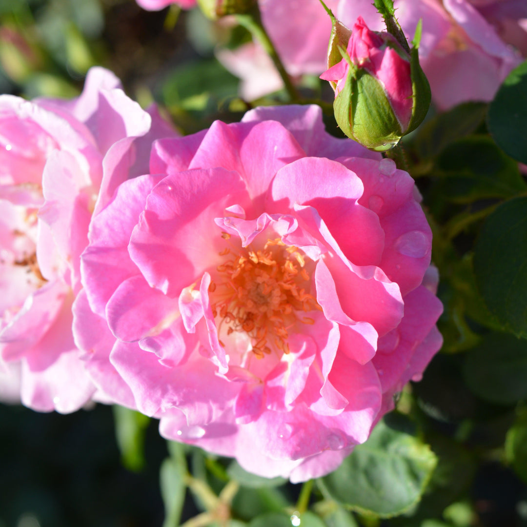 Rosa x 'PNKTER' PP32266 ~ Echo® Brindabella™ Pink Princess Rose-ServeScape