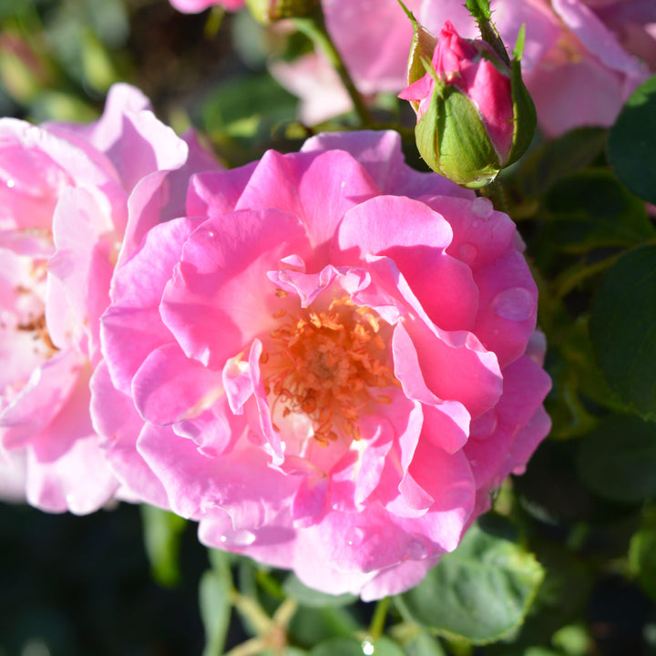 Rosa x 'PNKTER' PP32266 ~ Echo® Brindabella™ Pink Princess Rose-ServeScape