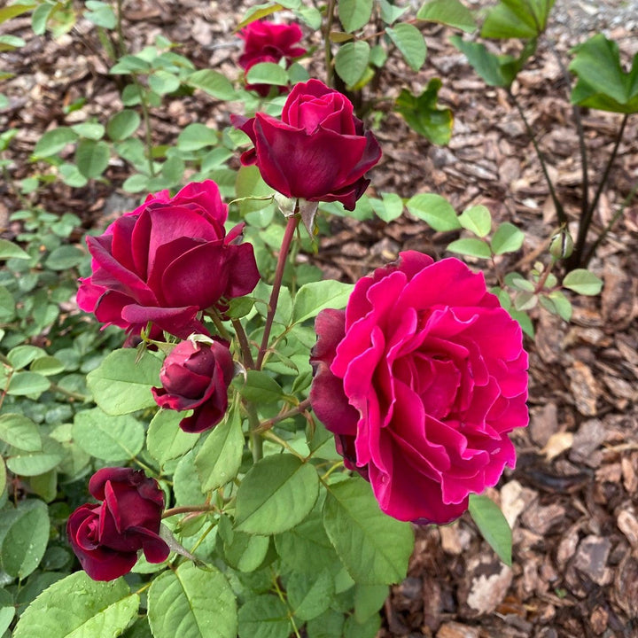 Rosa x 'GRAnib' PP31742 ~ Echo® Brindabella™ Crimson Knight Rose-ServeScape
