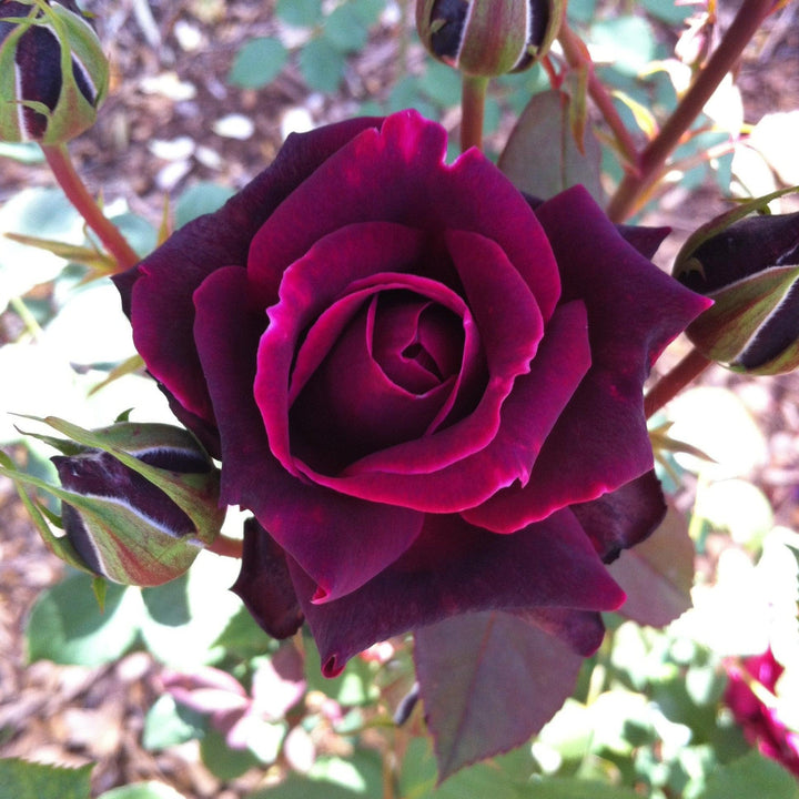 Rosa x 'GRAnib' PP31742 ~ Echo® Brindabella™ Crimson Knight Rose-ServeScape