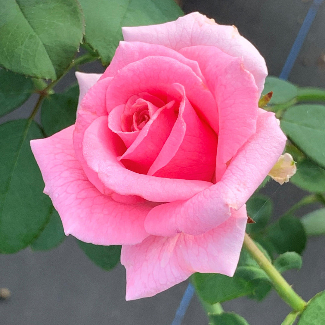 Rosa x 'PNKTER' PP32266 ~ Echo® Brindabella™ Pink Princess Rose-ServeScape