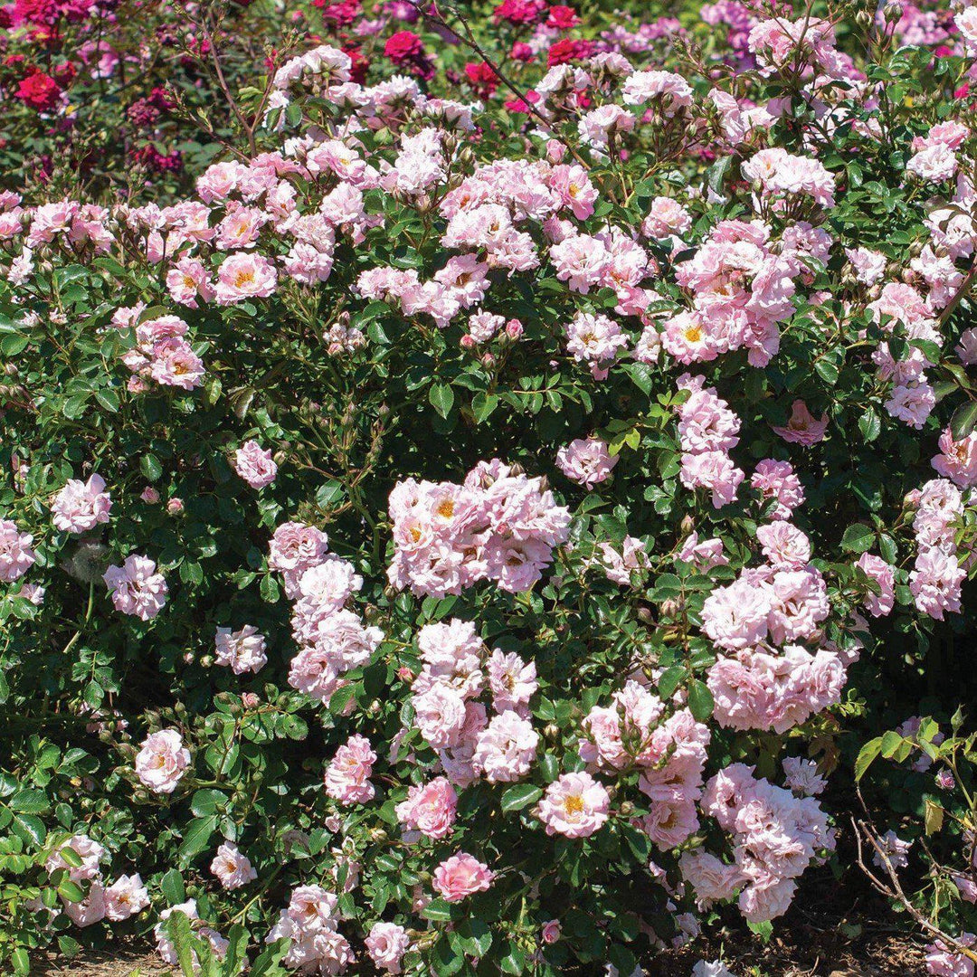 Rose 'Meifranjin' PP 33,507 ~ Blushing Drift® Rose-ServeScape