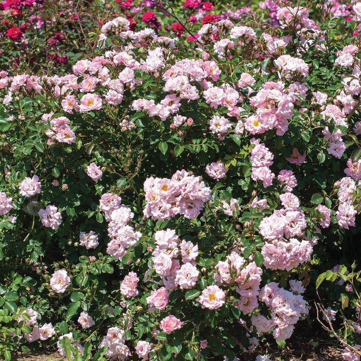 Rose 'Meifranjin' PP 33,507 ~ Blushing Drift® Rose-ServeScape