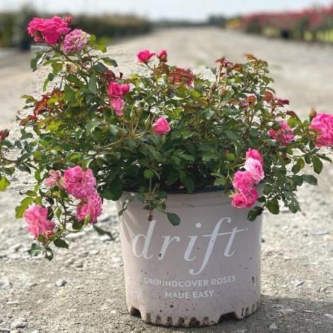 Rose 'Meiswetdom' PP #21,612 ~ Sweet Drift® Rose - Delivered By ServeScape