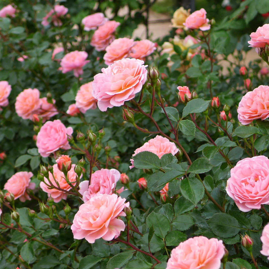 Rose 'Meiswetdom' PP #21,612 ~ Sweet Drift® Rose - Delivered By ServeScape