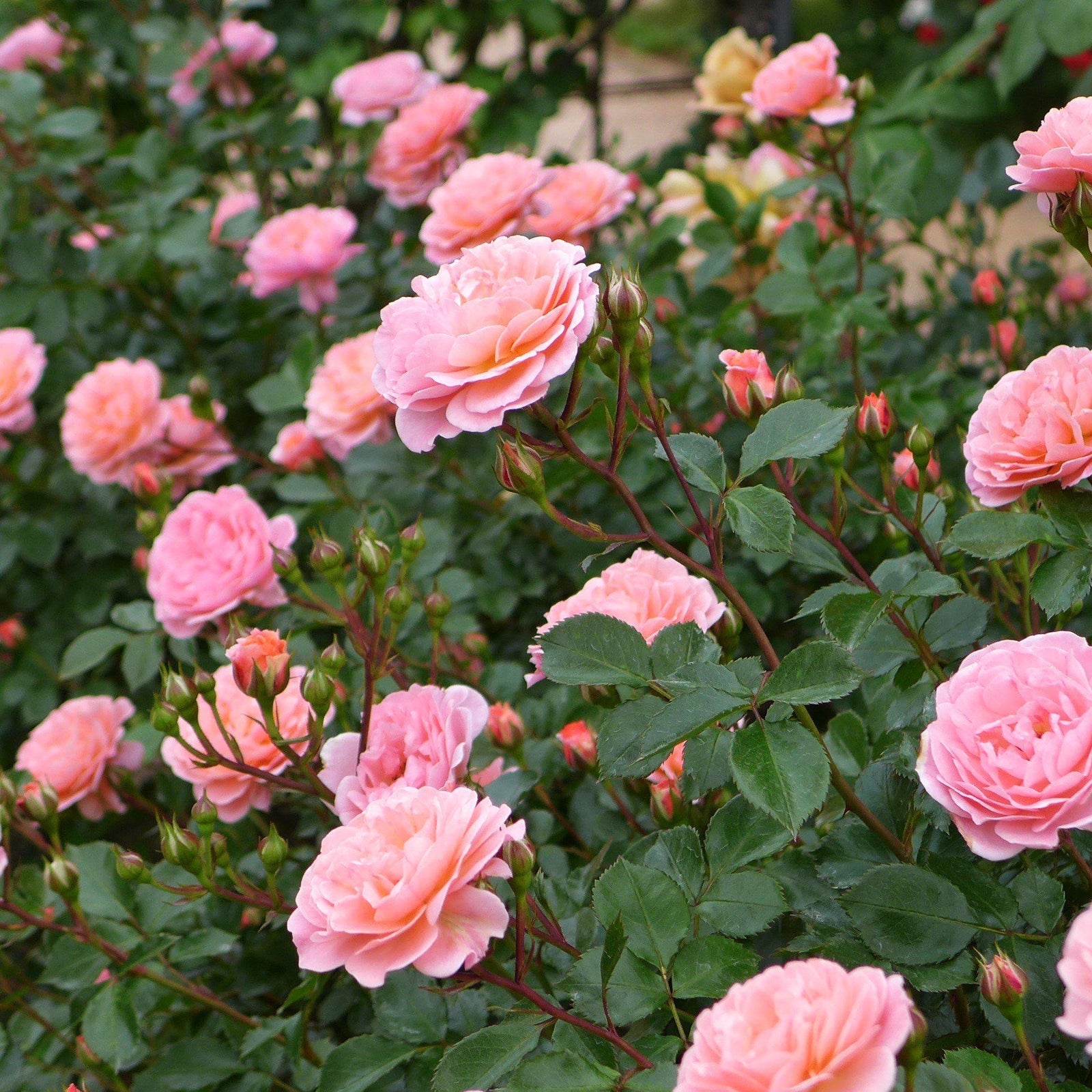 Rose 'Meiswetdom' PP #21,612 ~ Sweet Drift® Rose - Delivered By ServeScape