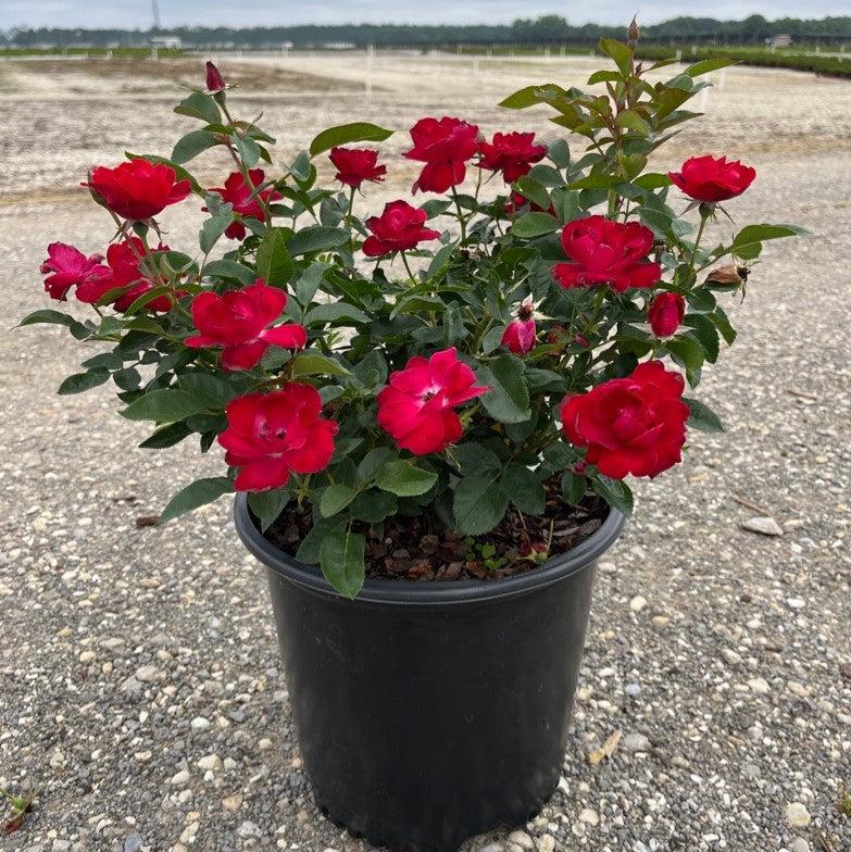 Rosa x 'Meitraligh' ~ Brick House Rose-ServeScape