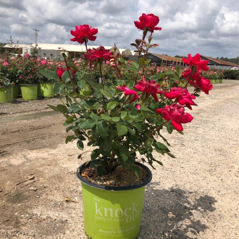 Rosa ‘Radtko’ PP 16,202 ~ Double Knock Out® Rose-ServeScape