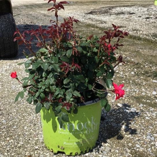 Rosa x 'Radrazz' ~ Knock Out® Shrub Rose, Red-ServeScape