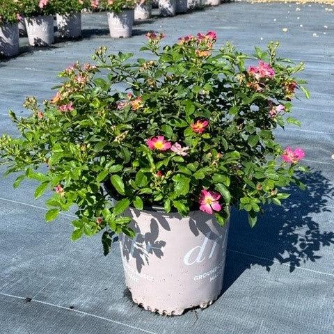 Rosa 'Meijocos' PP#18,874 ~ Pink Drift® Rose-ServeScape