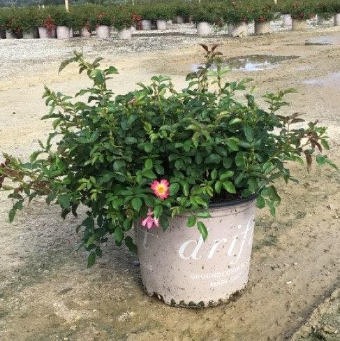 Rosa 'Meijocos' PP#18,874 ~ Pink Drift® Rose-ServeScape