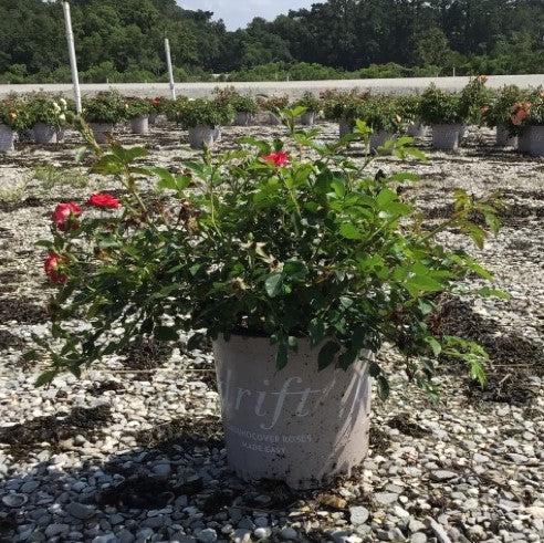 Rosa 'Meigalpio' PP#17,877 ~ Red Drift® Rose-ServeScape