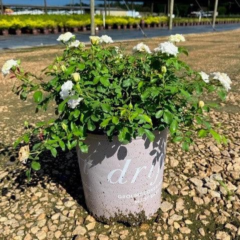 Rosa 'Meizorland’ PP#28,054 ~ White Drift® Rose-ServeScape