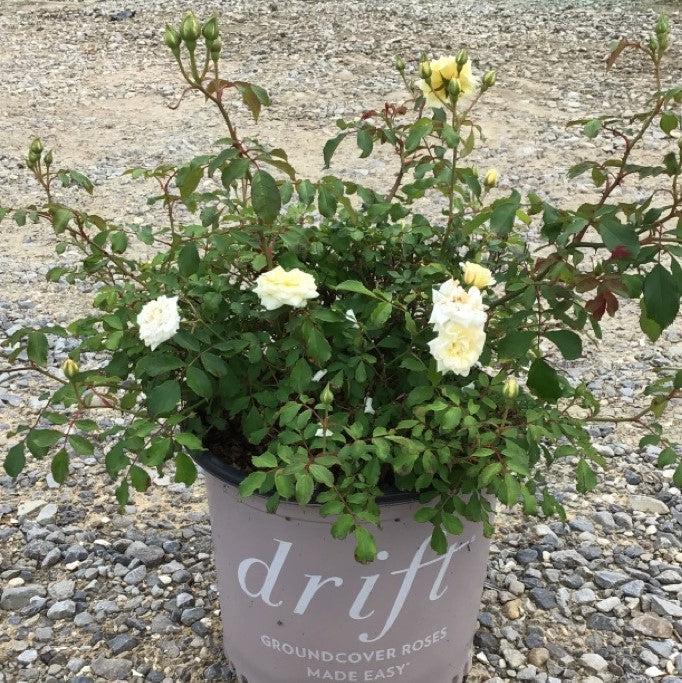 Rosa 'Meizorland’ PP#28,054 ~ White Drift® Rose-ServeScape