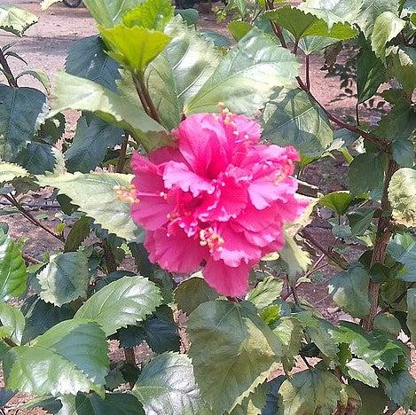 Hibiscus syriacus 'DS03RS' ~ Raspberry Smoothie™ Rose of Sharon-ServeScape