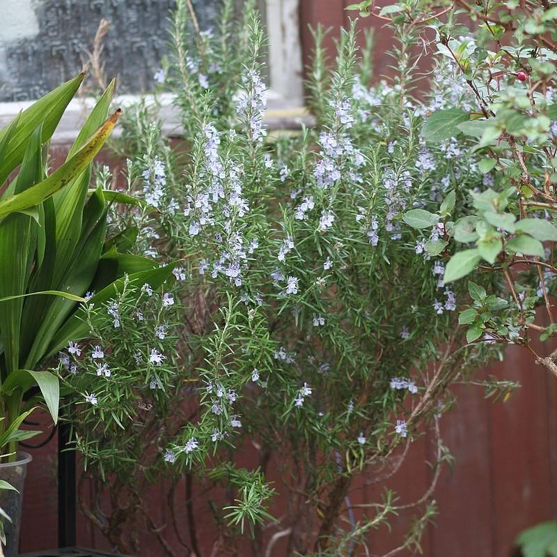 Rosmarinus officinalis 'Athens Blue' ~ Athens Blue Rosemary-ServeScape
