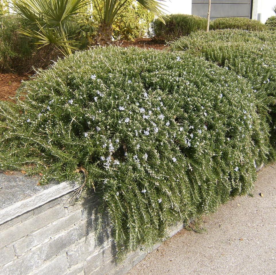 Rosmarinus officinalis 'Huntington Carpet' ~ Huntington Carpet Rosemary-ServeScape