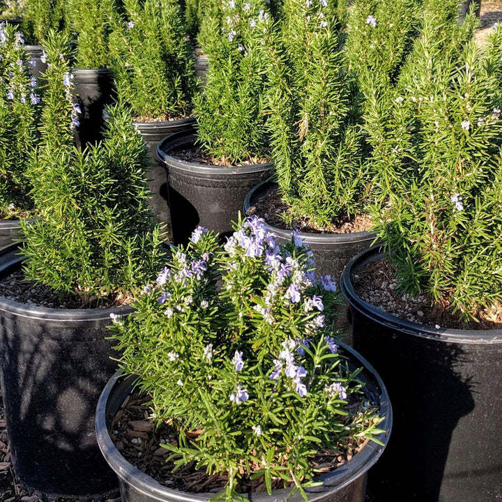Rosmarinus officinalis 'Tuscan Blue' ~ Tuscan Blue Rosemary-ServeScape