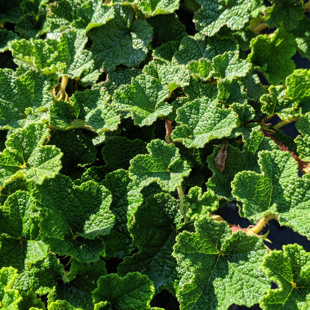 Rubus calycinoides  ~ Creeping Raspberry - Delivered By ServeScape